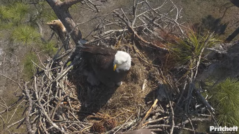 Second eagle egg in Pritchett Farm nest nonviable